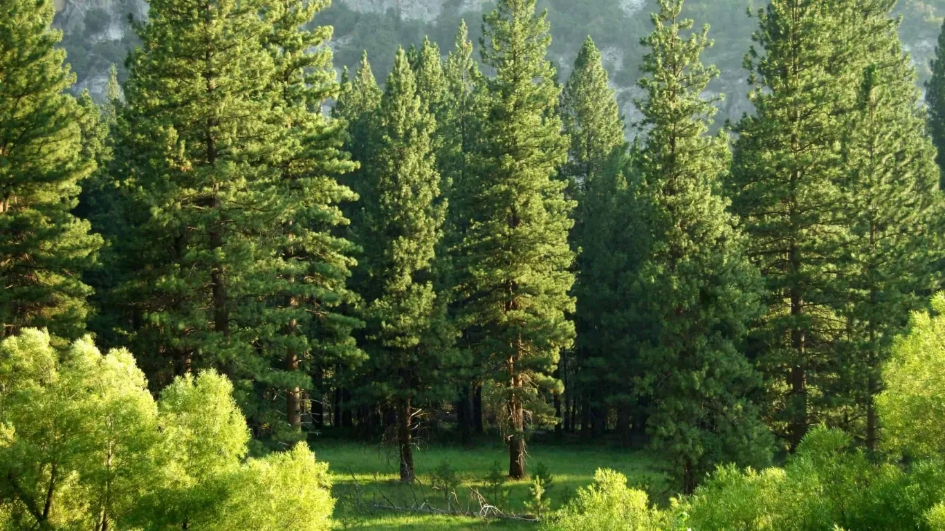 Pine tree gulberg green 